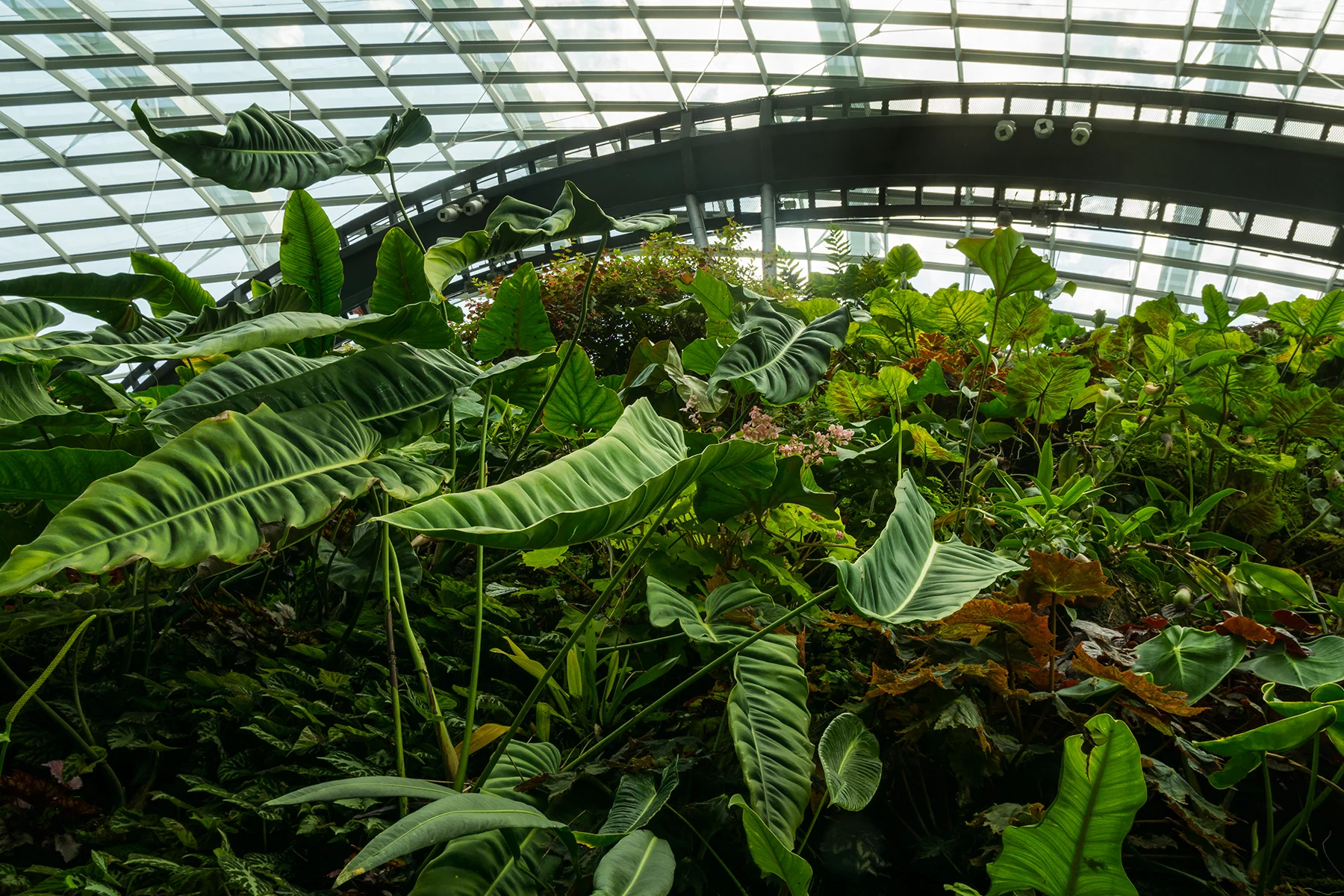 Cloud Forest