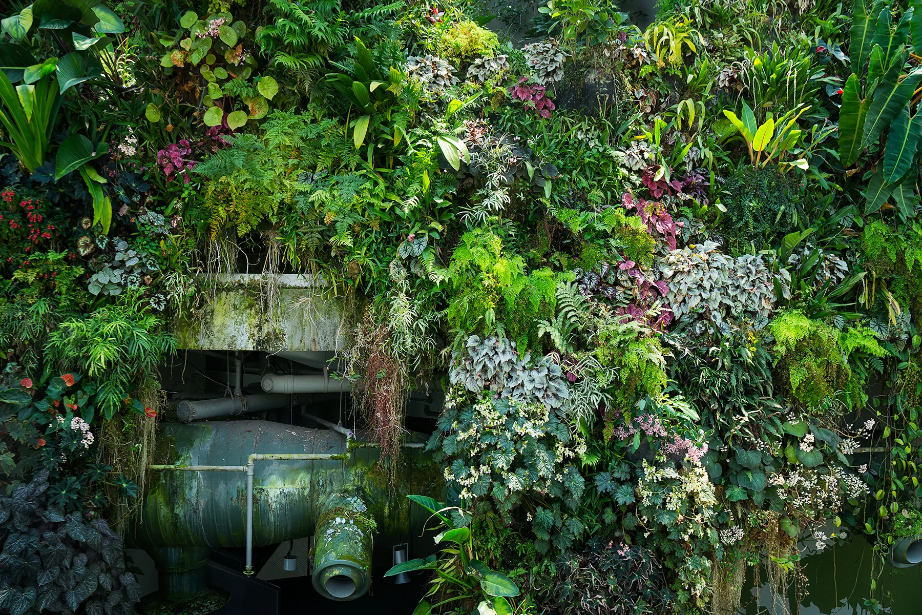 Cloud Forest
