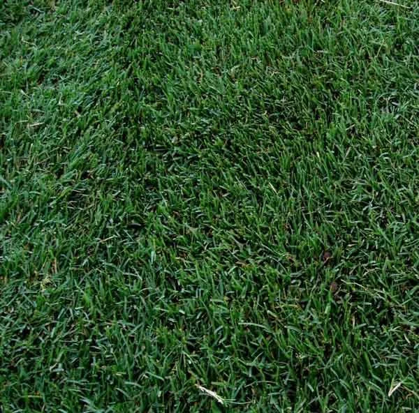 Tifway 419 Bermudagrass