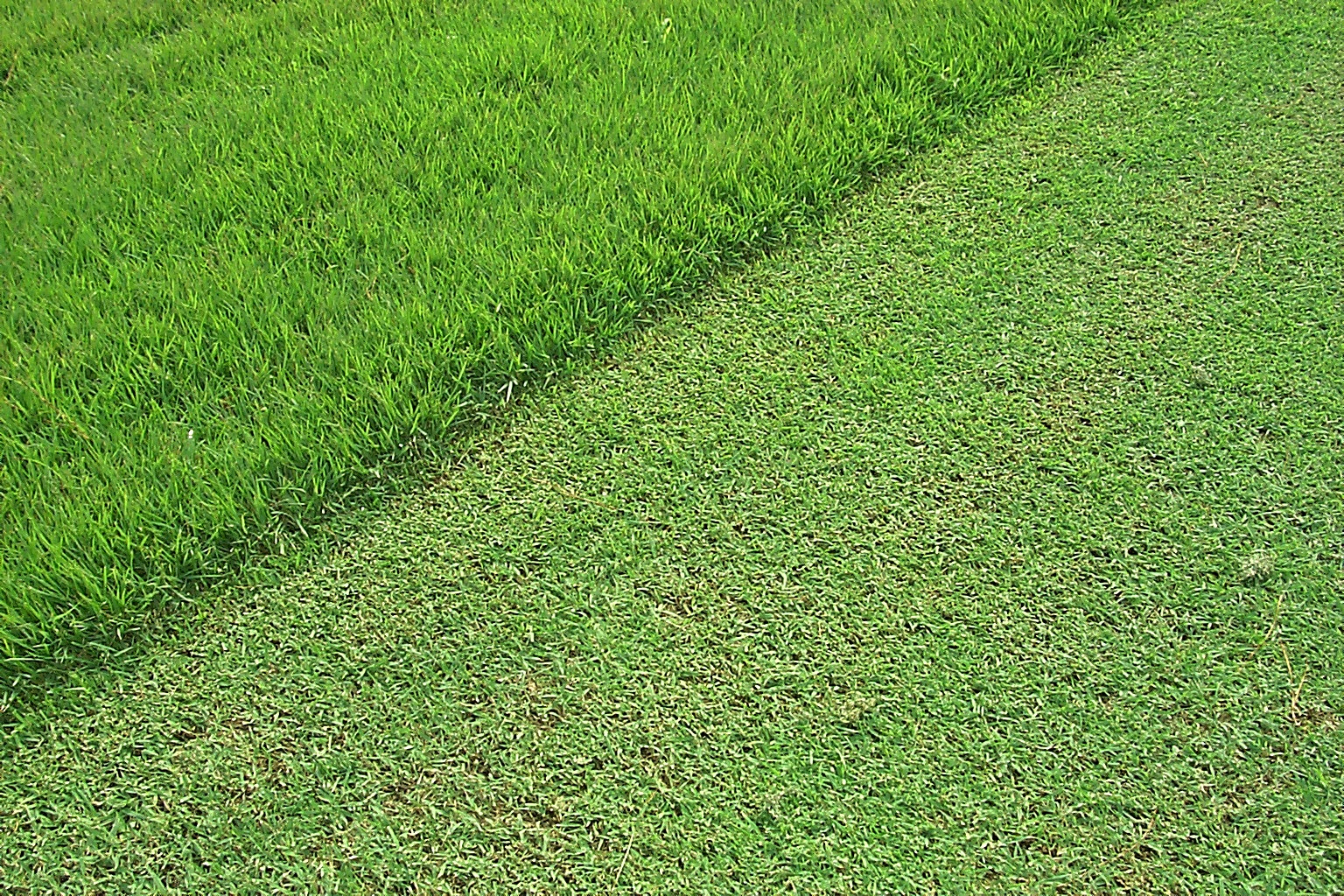 grass 3.jpg