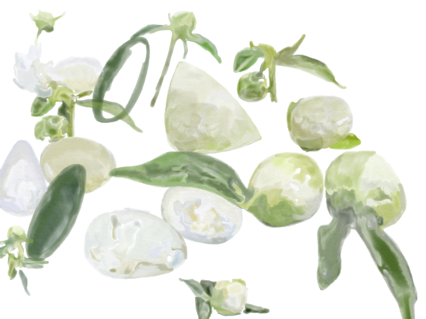 whitepeonies.png