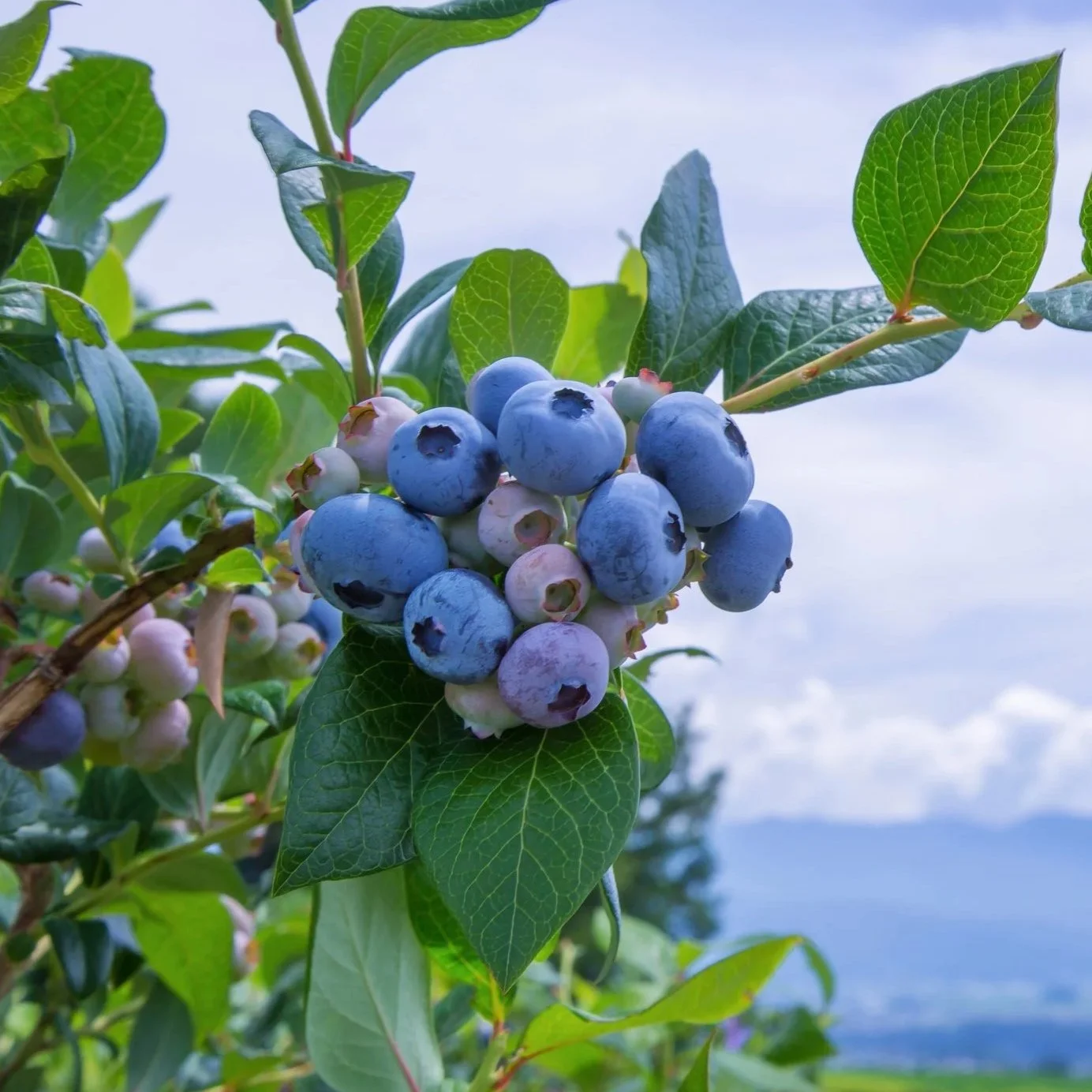 Bulk Premium Dried British Columbia Cultivated Blueberries