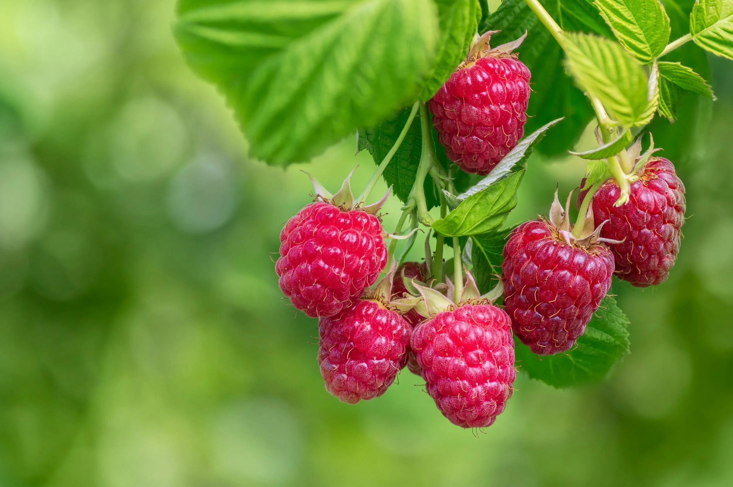 Bulk Premium Dried Raspberries