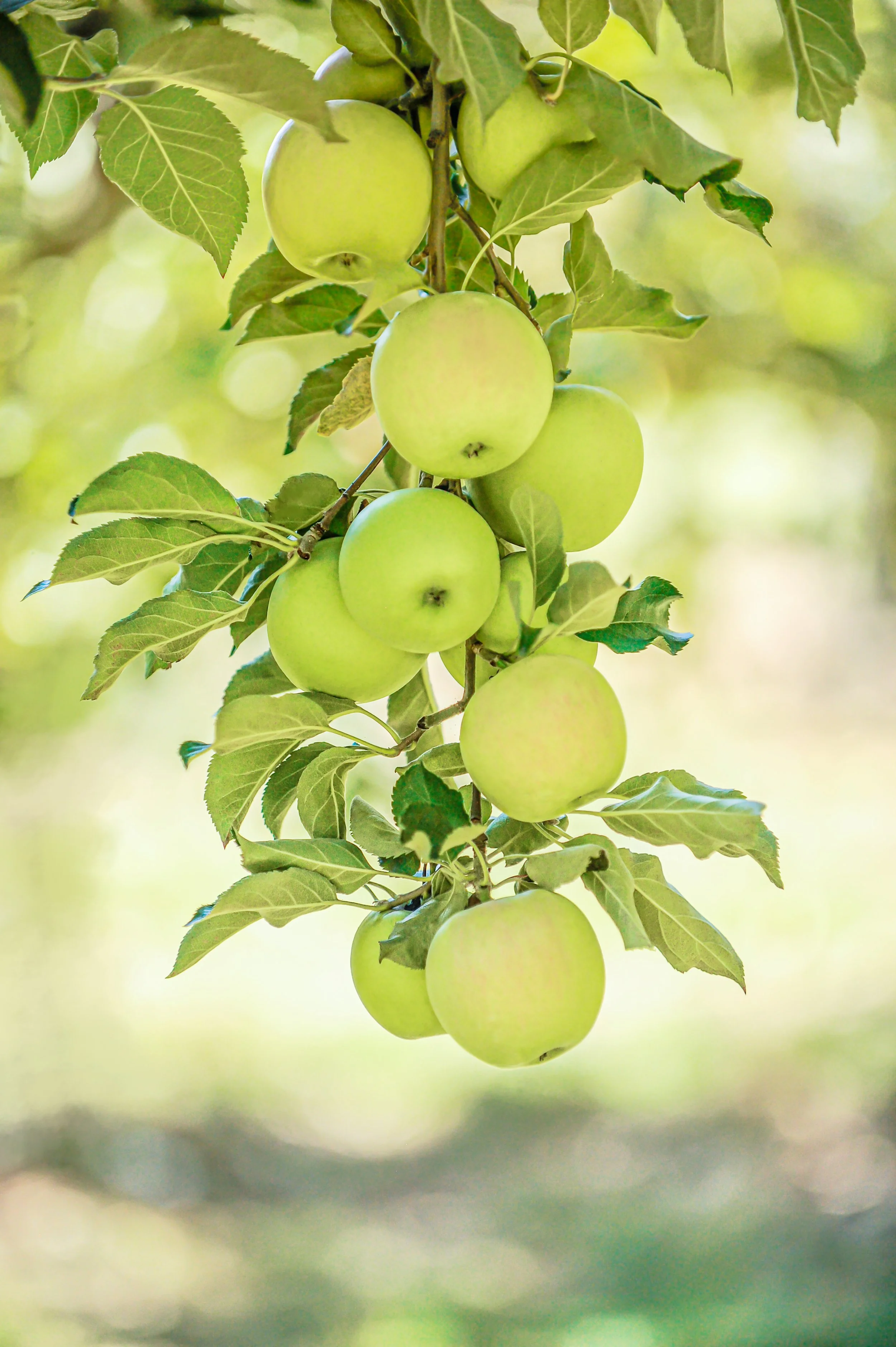 Bulk Premium Dried Diced Washington Apples
