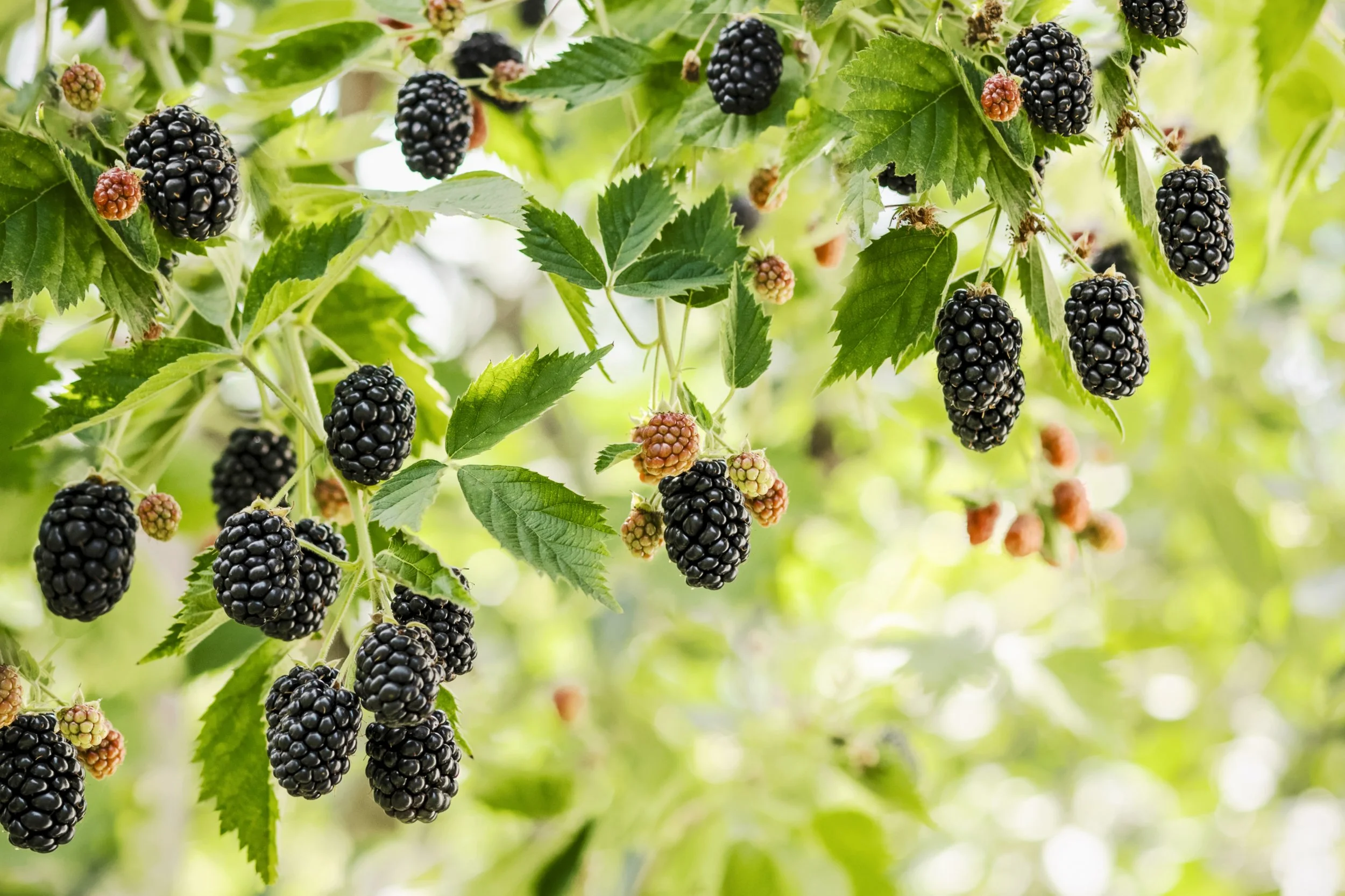 Bulk Premium Dried Sliced Marionberries (3 LBS)