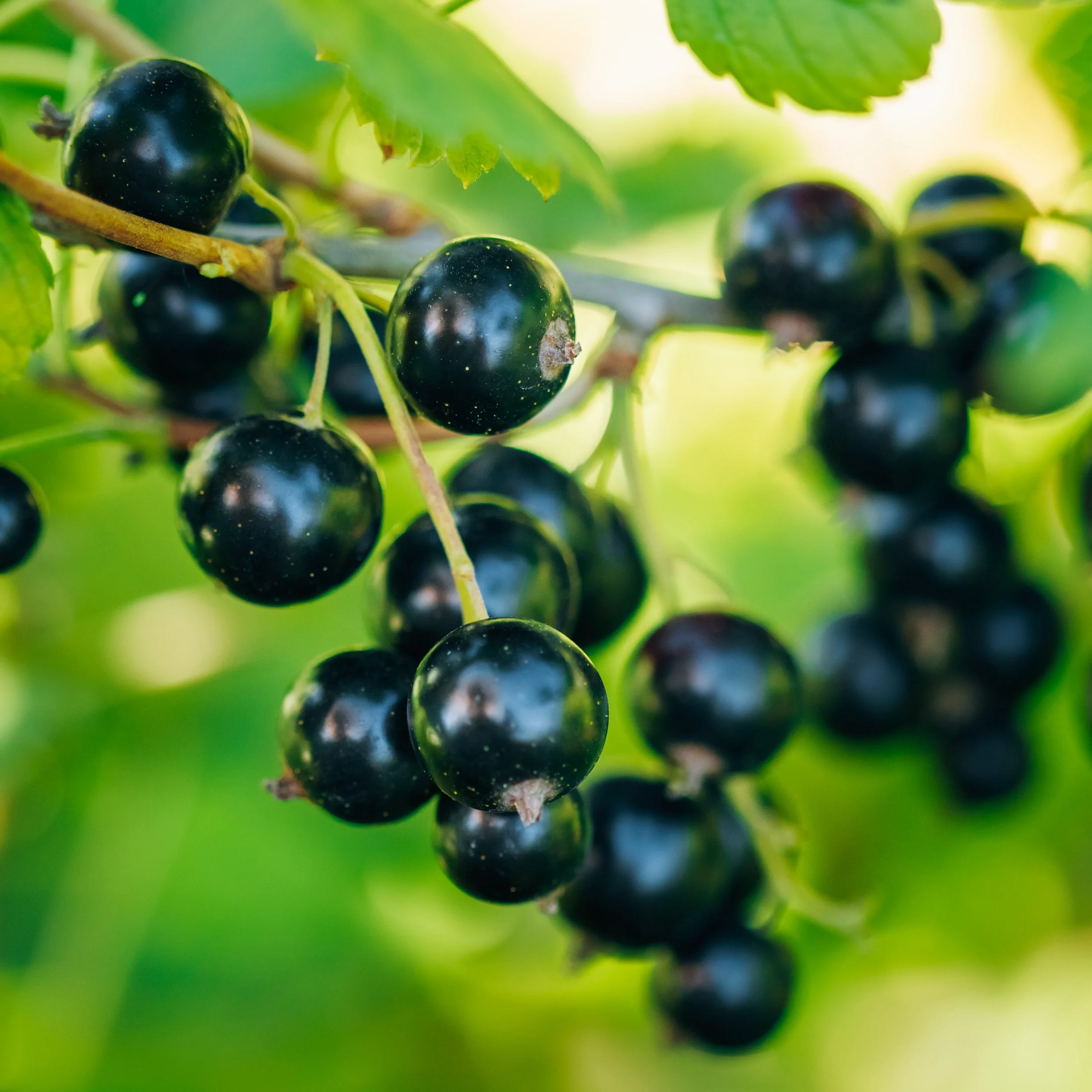 Bulk Premium Dried Black Currants