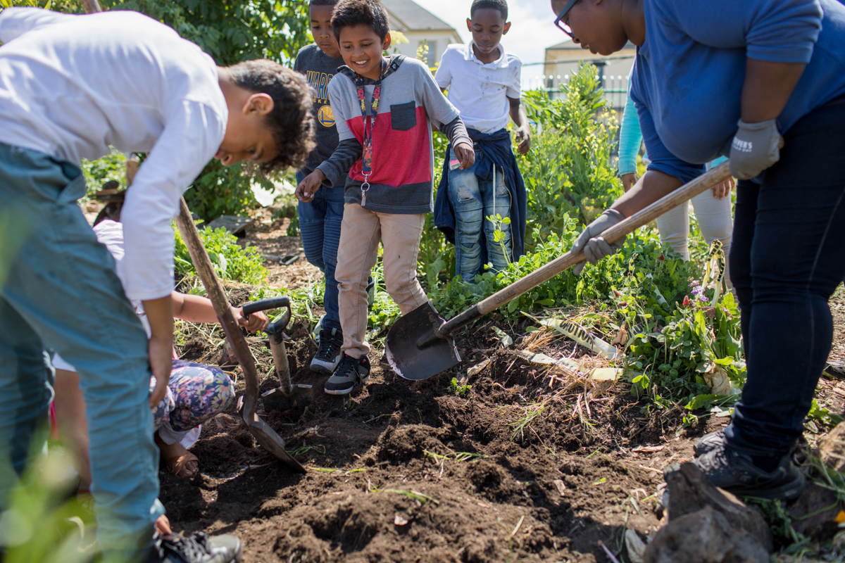 Students working in the garden at Hoover Elementary School. Photo by Paige Green, © Green Schoolyards America