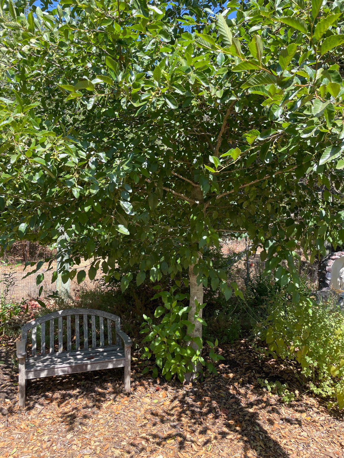 Tree with bench shade_GSA-AErcelawn.jpg