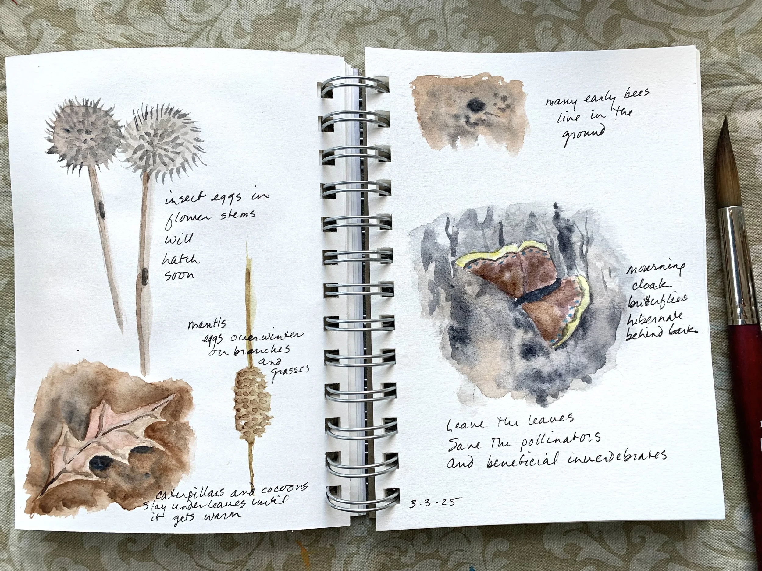 Drawing Nature Workshop with pencil, ink and watercolor