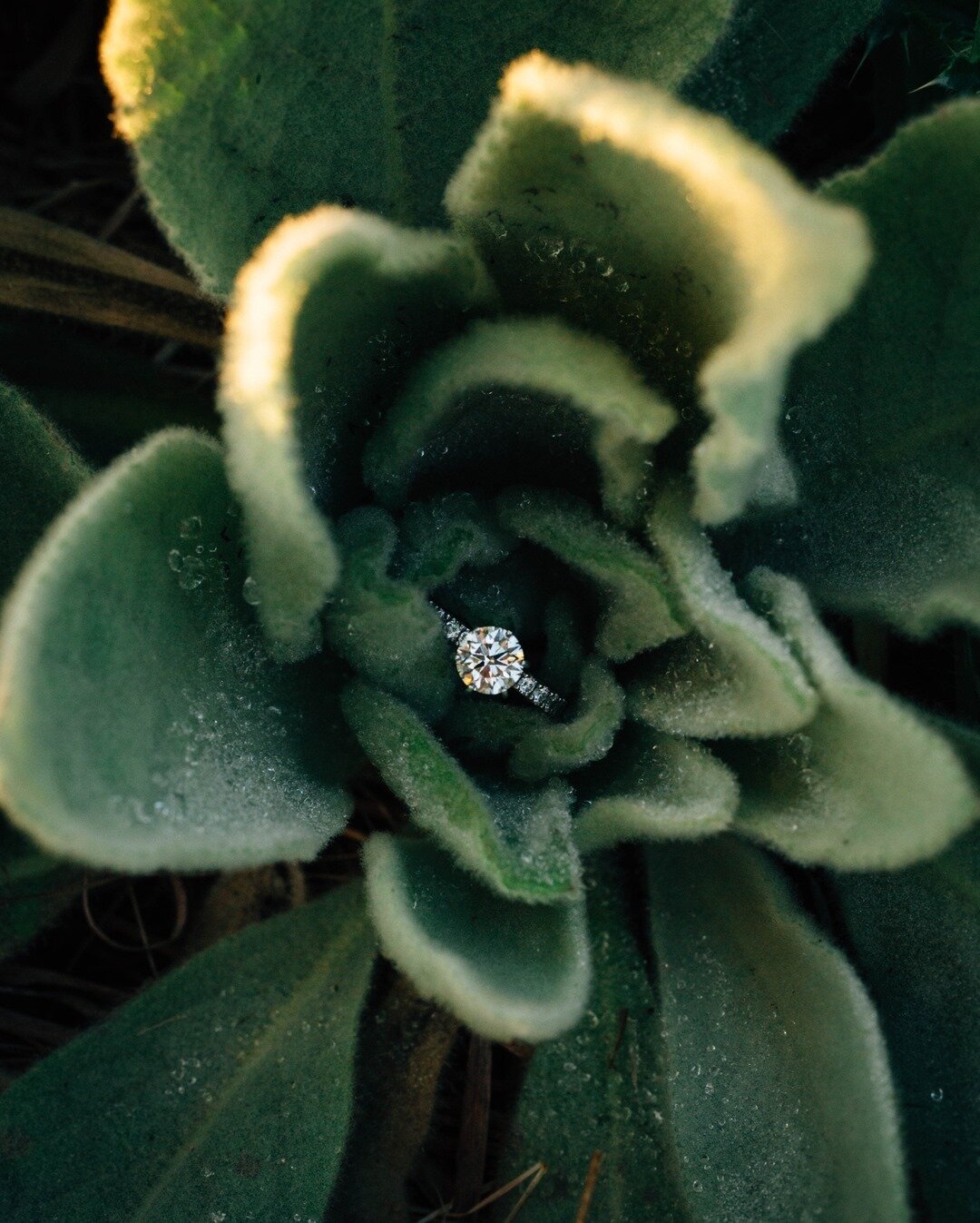 This ring is just too stunning for words! Photos simply don&rsquo;t do it justice. Brandon did an incredible job choosing a ring that looks absolutely perfect on Megan&rsquo;s hand. 💍⠀⠀⠀⠀⠀⠀⠀⠀⠀
.⠀⠀⠀⠀⠀⠀⠀⠀⠀
.⠀⠀⠀⠀⠀⠀⠀⠀⠀
.⠀⠀⠀⠀⠀⠀⠀⠀⠀
.⠀⠀⠀⠀⠀⠀⠀⠀⠀
#sarahjeanph