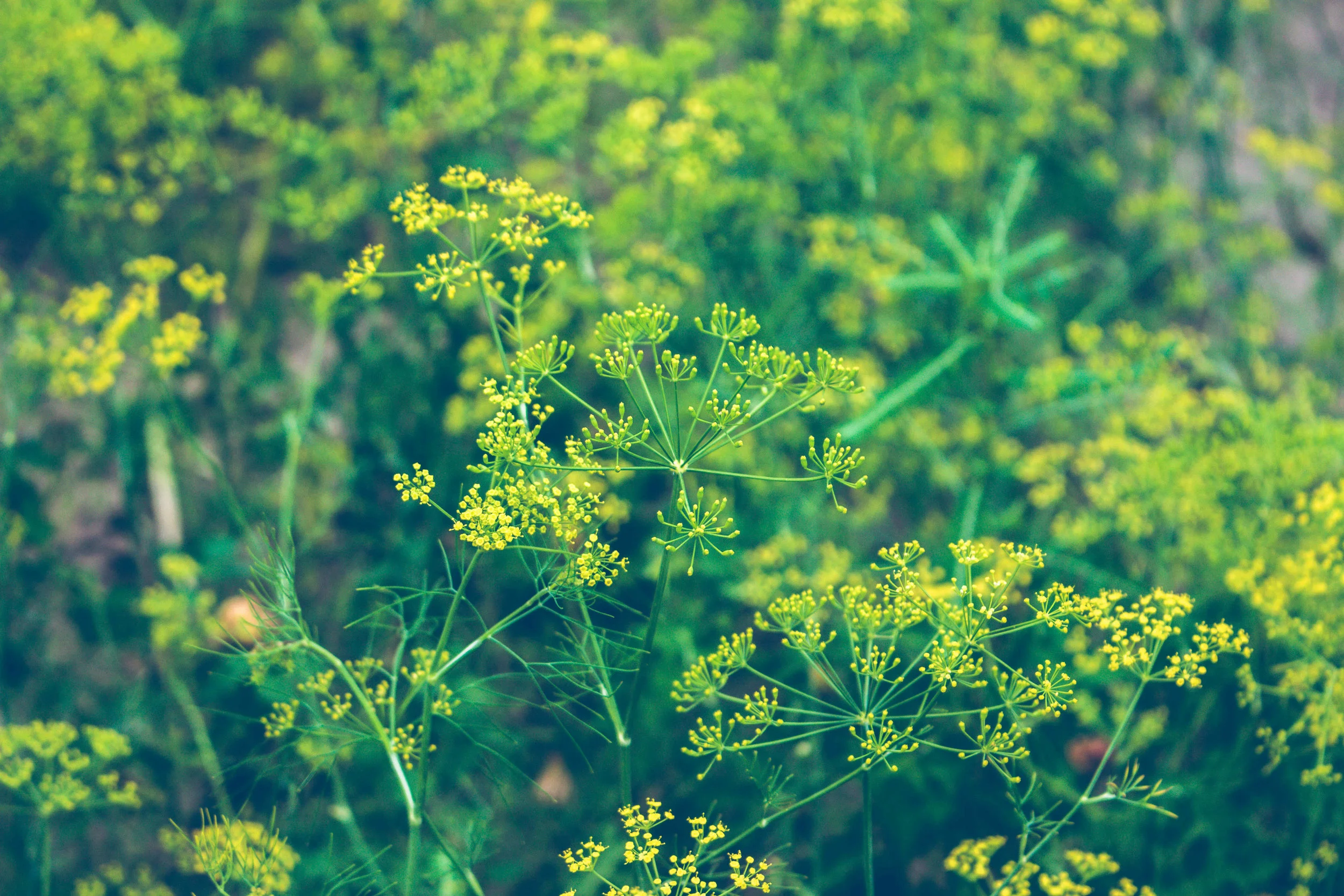 Hormonal Imbalances