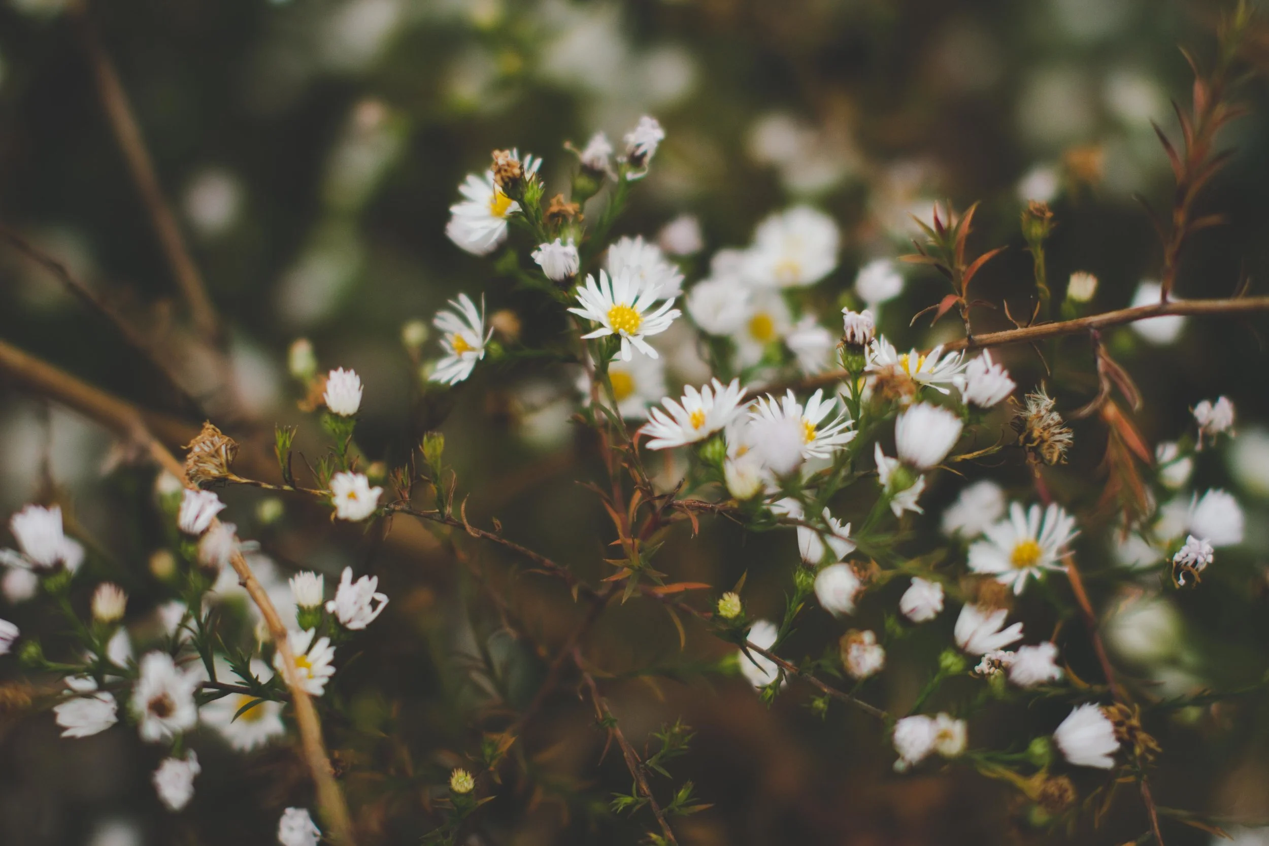 Emotional Wellness