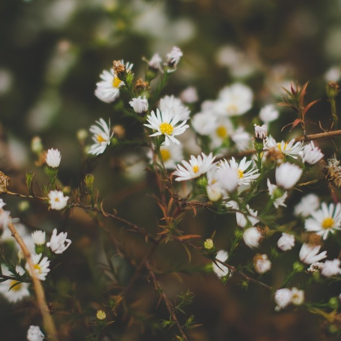 EMOTIONAL WELLNESS We look at treating emotions in a very different way than Western medicine by treating the emotional body or the Shen - which is the spirit of the person and the the root cause of the issue. 