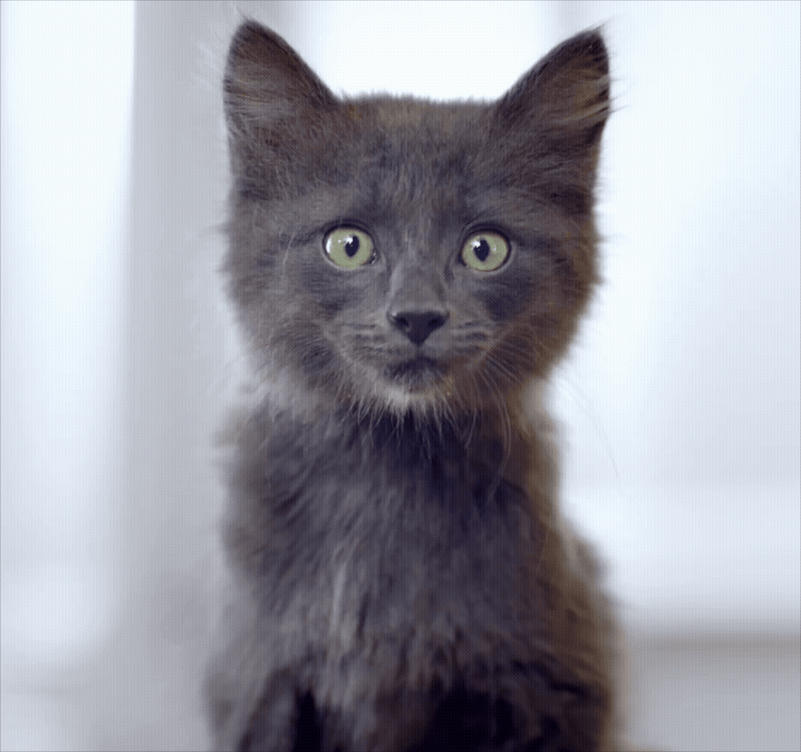 Friskies