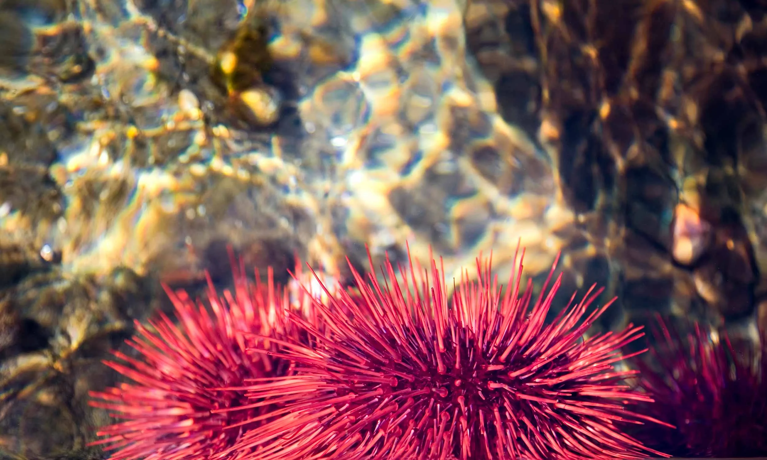 home_red_urchin.jpg
