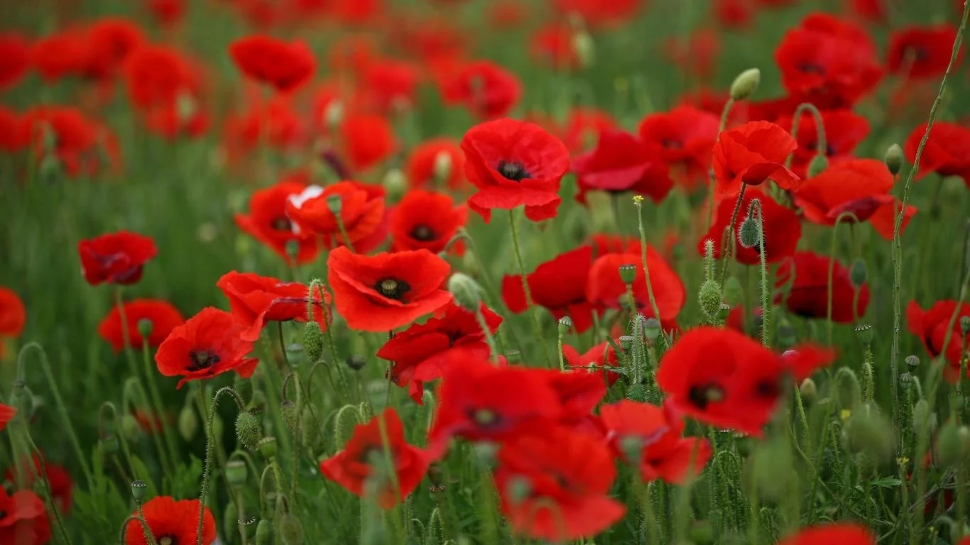 Remembrance day