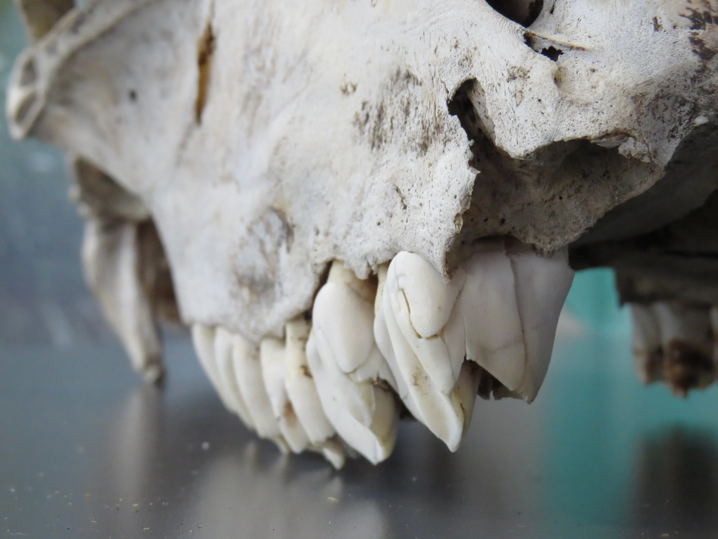 Senior Sessions — Bones, Beaks and Teeth: A Comparative Look at Animal Skeletons