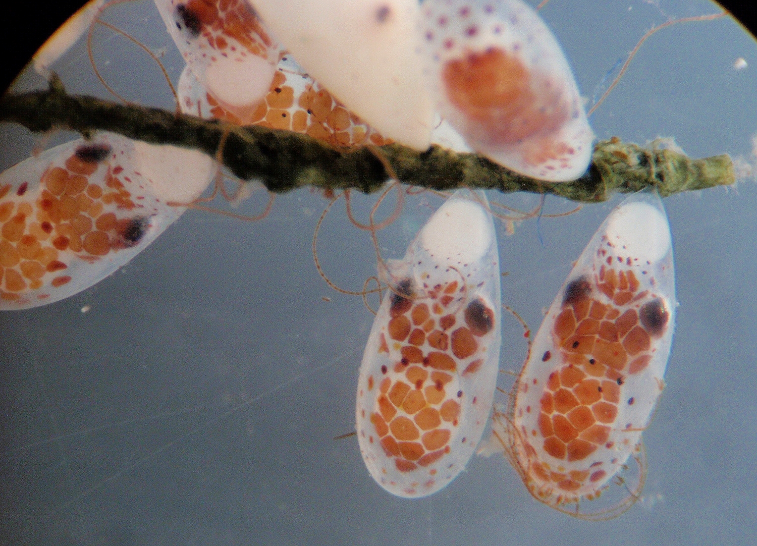 Tot Tuesday—Eggstravaganza