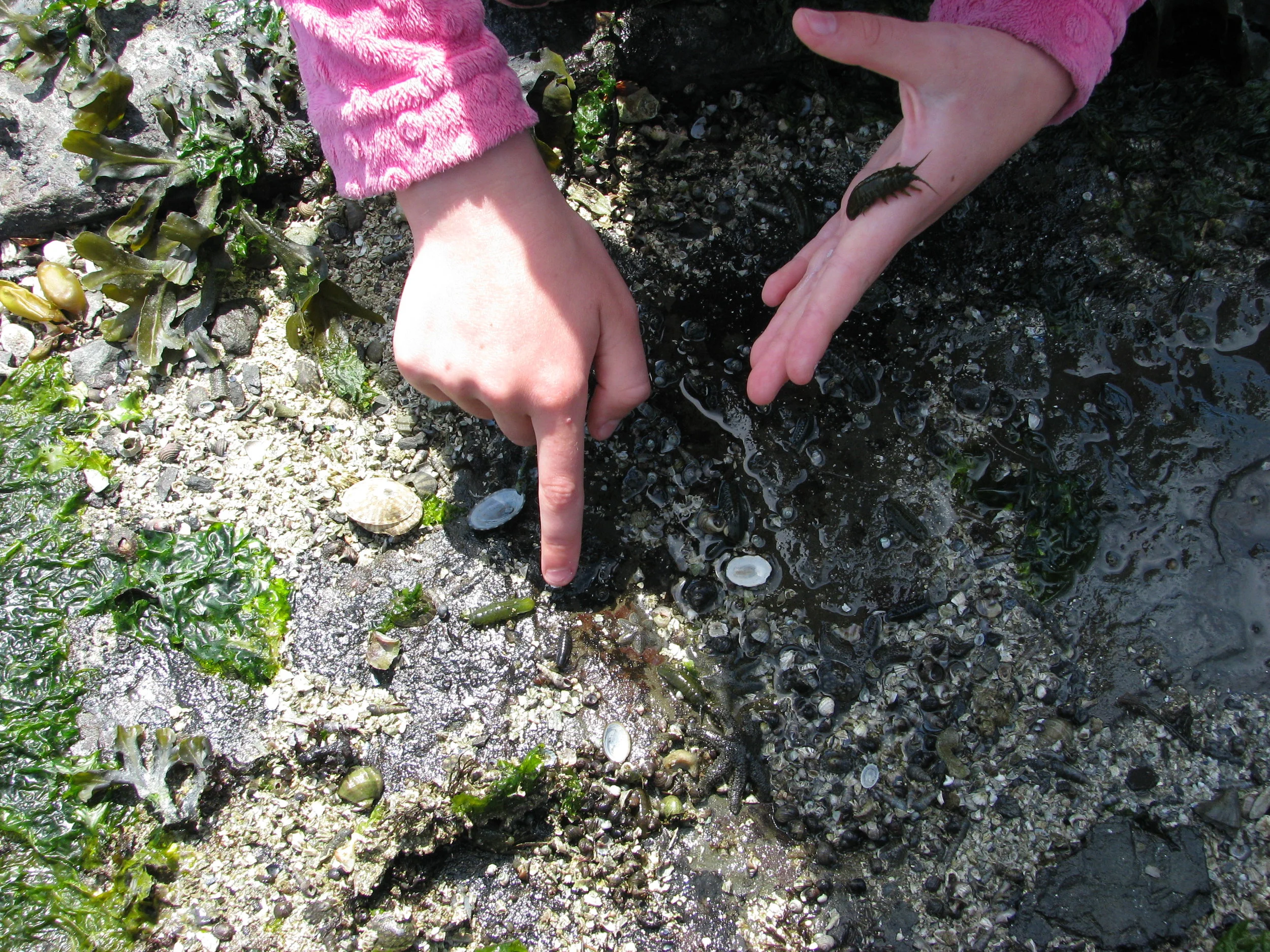 Encore Tot Tuesday—Tidepool Explorers