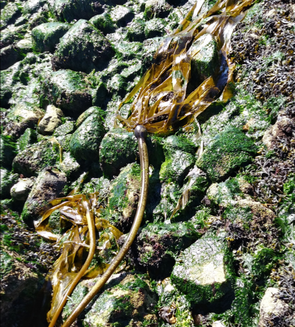 bull kelp on ground (1).png