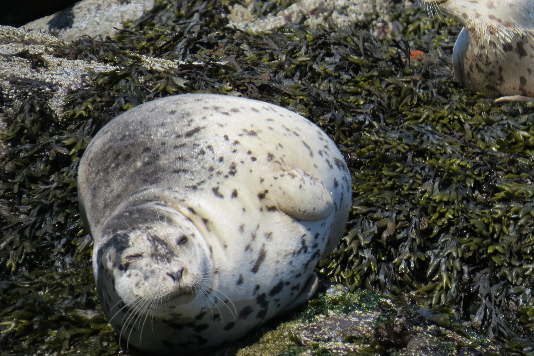 Tot Tuesday Taster, "Flippered Fun: Seals and Sea Lions" 