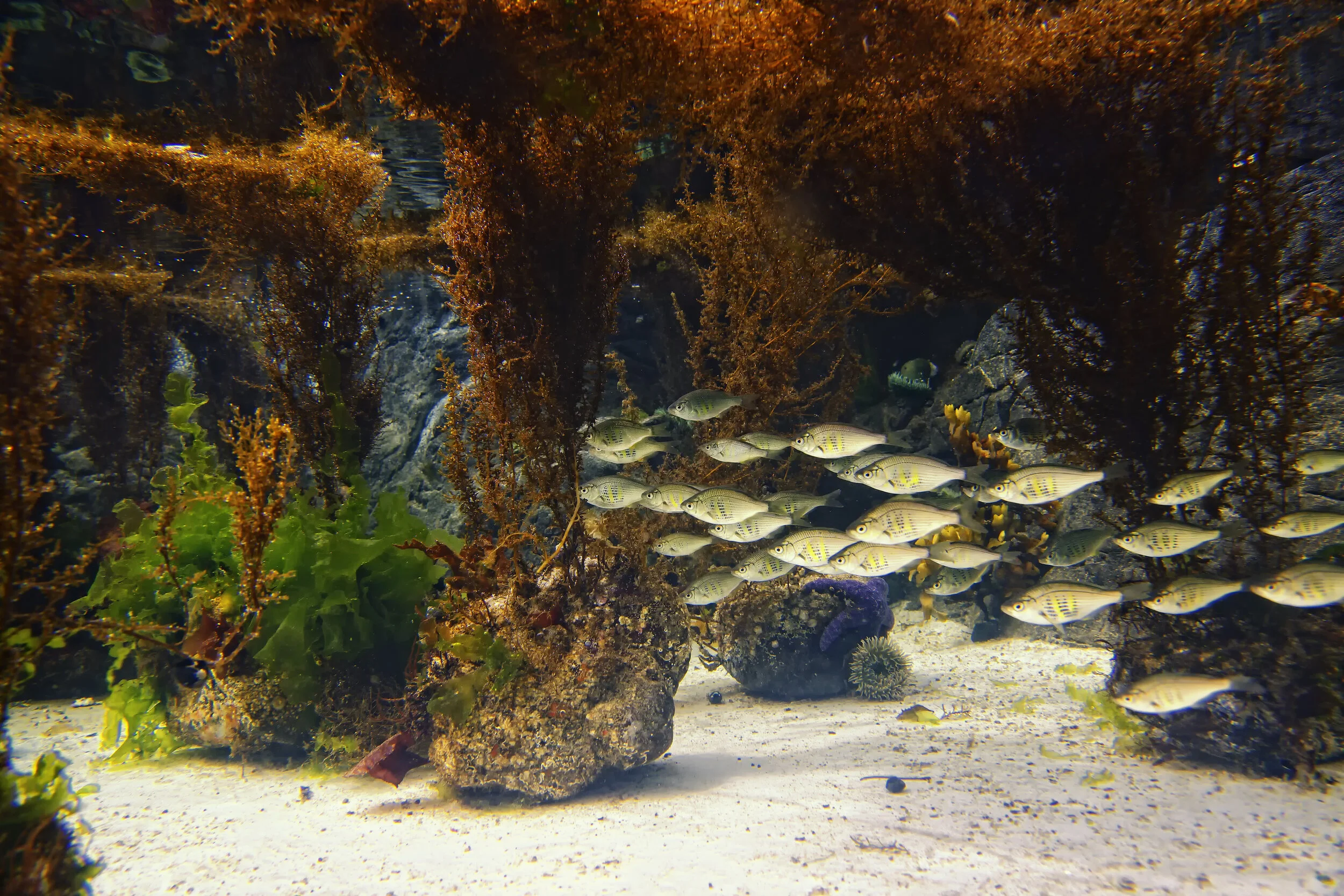 Fish school Jeff.jpg