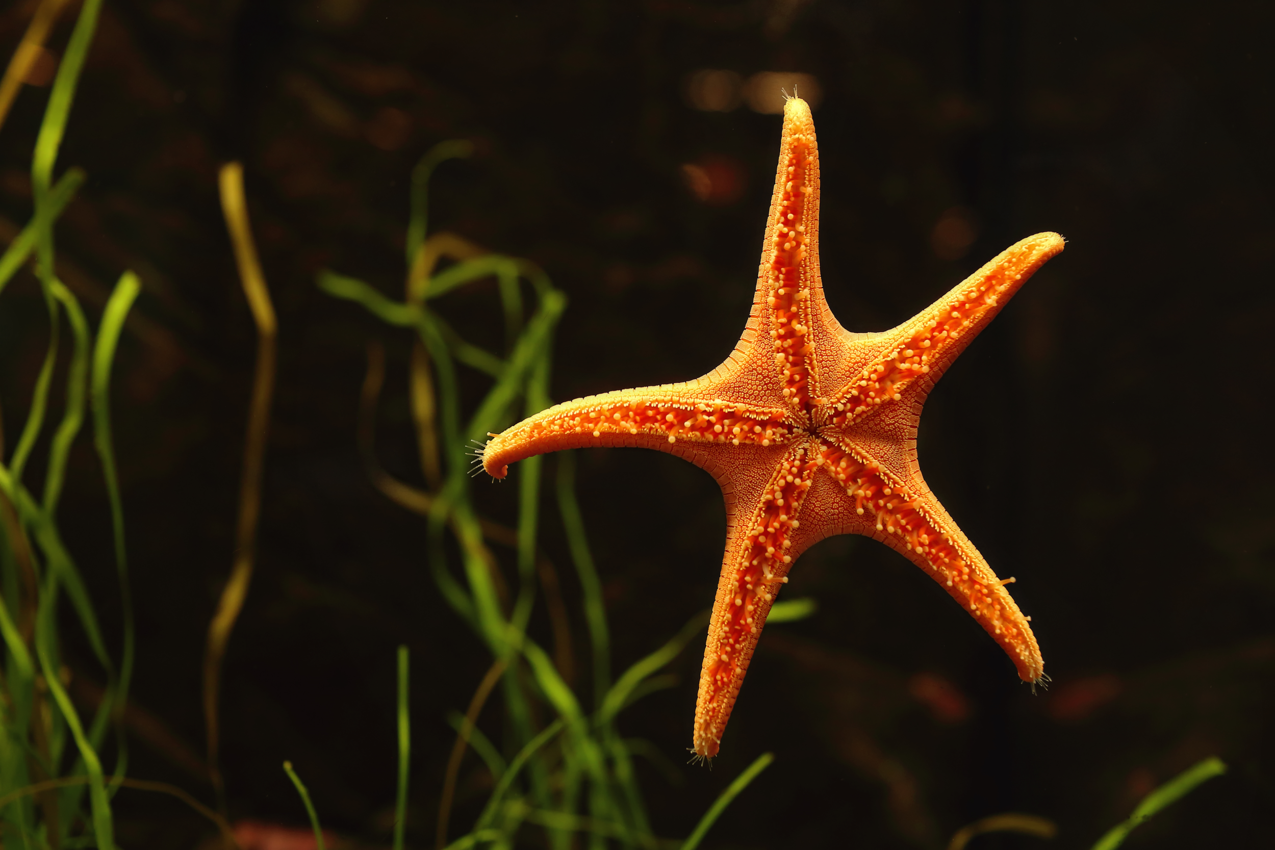 starfish.png