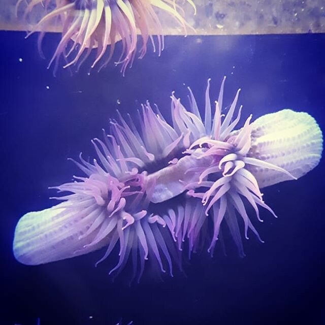 Whole lot of splitting going on! 
Pink-tipped anemones can reproduce sexually and asexually. Here you can see some doing the latter. Their foot and column expand in opposite directions until it divides into two genetically identical versions of itsel