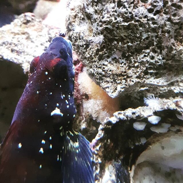 Eggs! The keen eye of a team member spotted eggs today. It appears, from fish guarding behaviour, they are painted greenling eggs.
You'll find them in our eelgrass exhibit.
We'll be ready to welcome you in on Friday, Saturday and Sunday. But we're pl