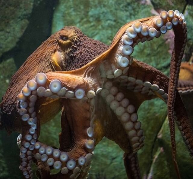 Welcome Dr. (Bonnie) Henry the Giant Pacific Octopus!

There are times when we just skip the contest and go straight to honouring someone with an octopus namesake. And one of those time is now -- to recognize BC&rsquo;s Provincial Health Officer, Dr.