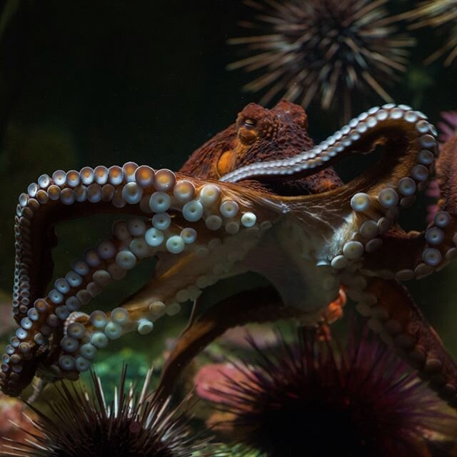 Hello Henry!

Bob, a long time fan and member of the Centre, snapped some photos today of Henry the octopus. Thanks Bob.

#bonniehenry #bonniehenryfanclub #cephalopod #octopus #salishsea #pnw #explorebc #exploresidney #yyjattractions