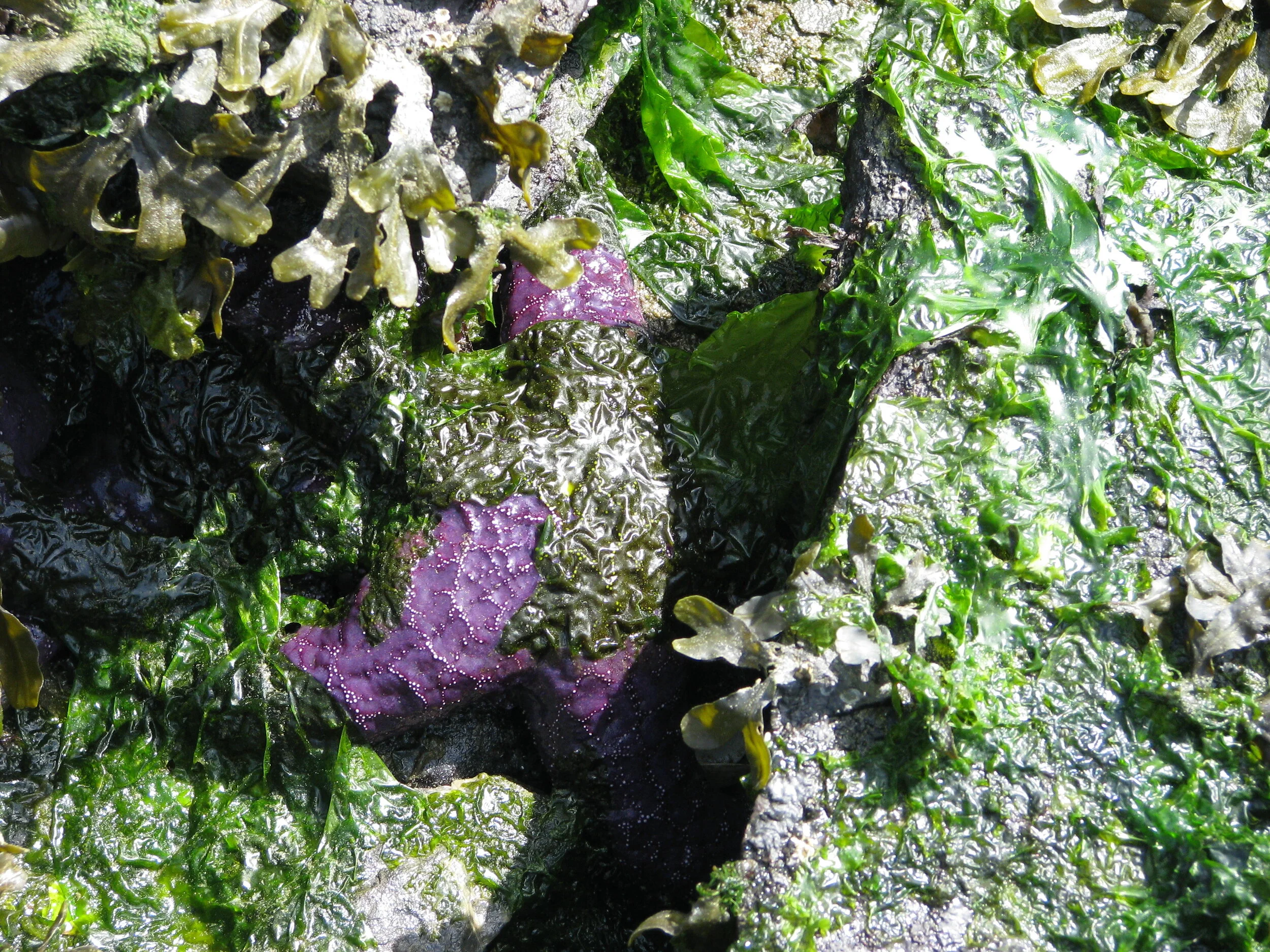 Drop-In Low-Tide Exploration — Glass Beach