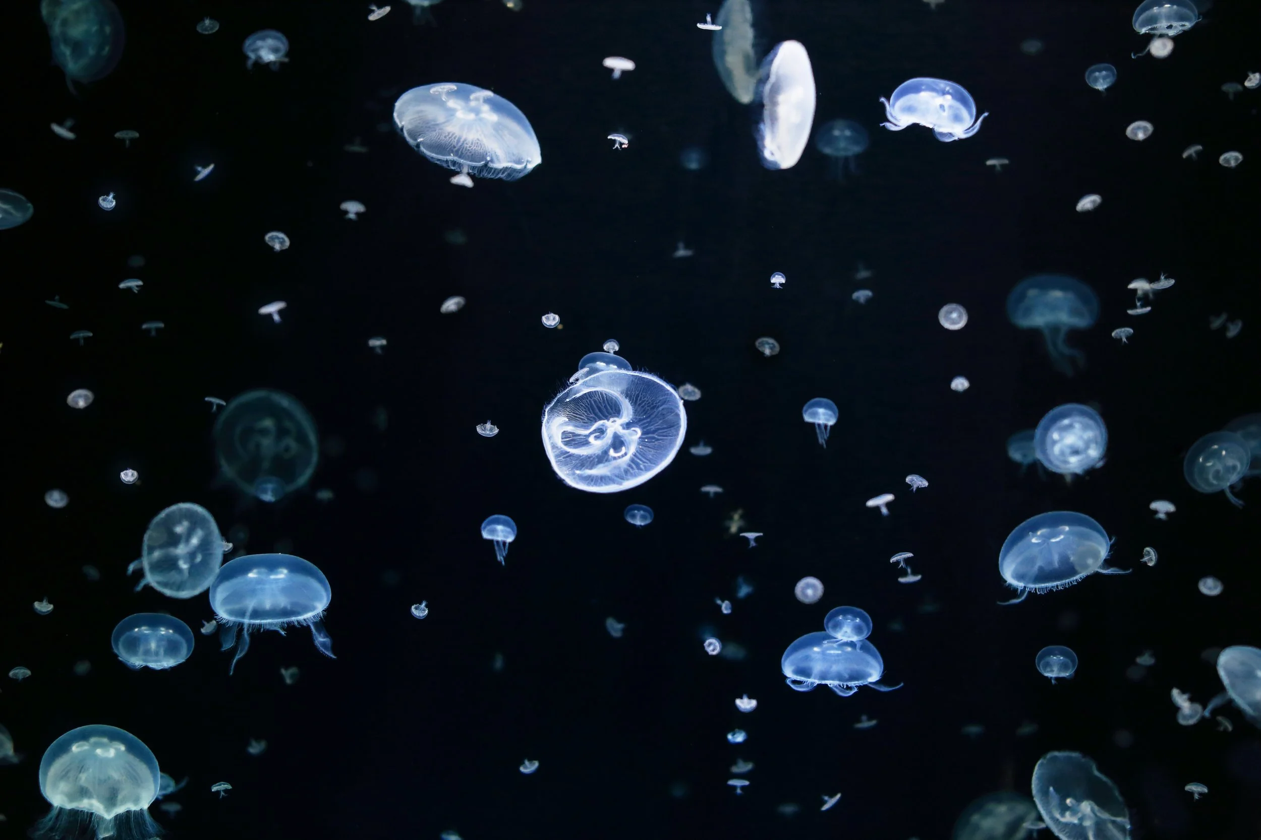 Tot Tuesday — Jiggling Jellyfish