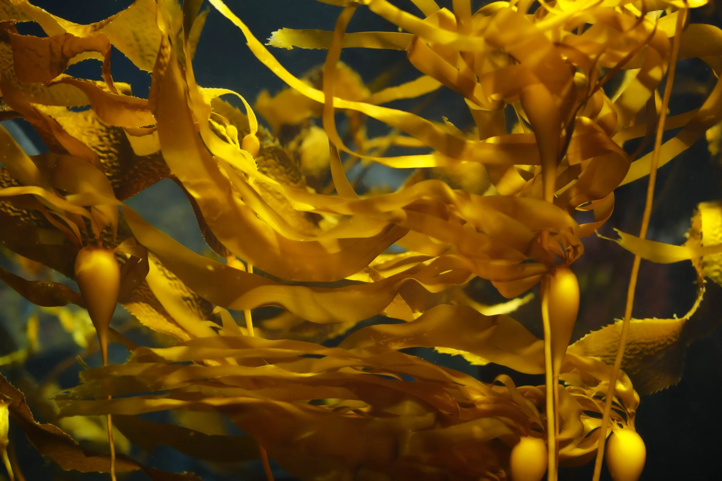 Kelp..jpg