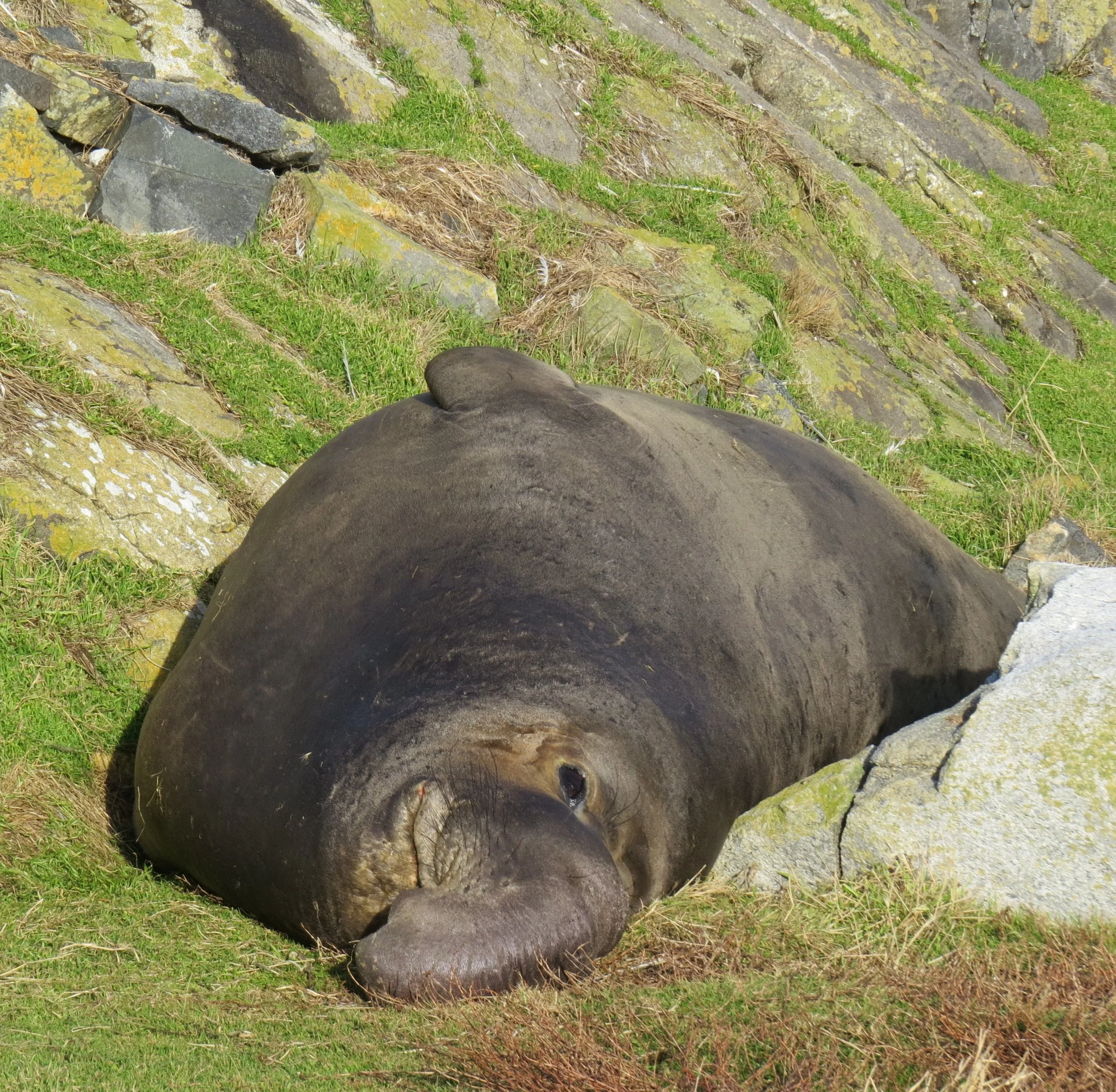 Tot Tuesday — Flippered Fun: seals &amp; sea lions