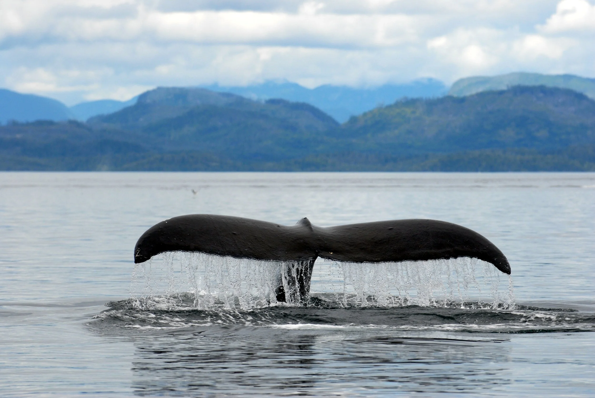 Tot Tuesday — Baleen Bonanza