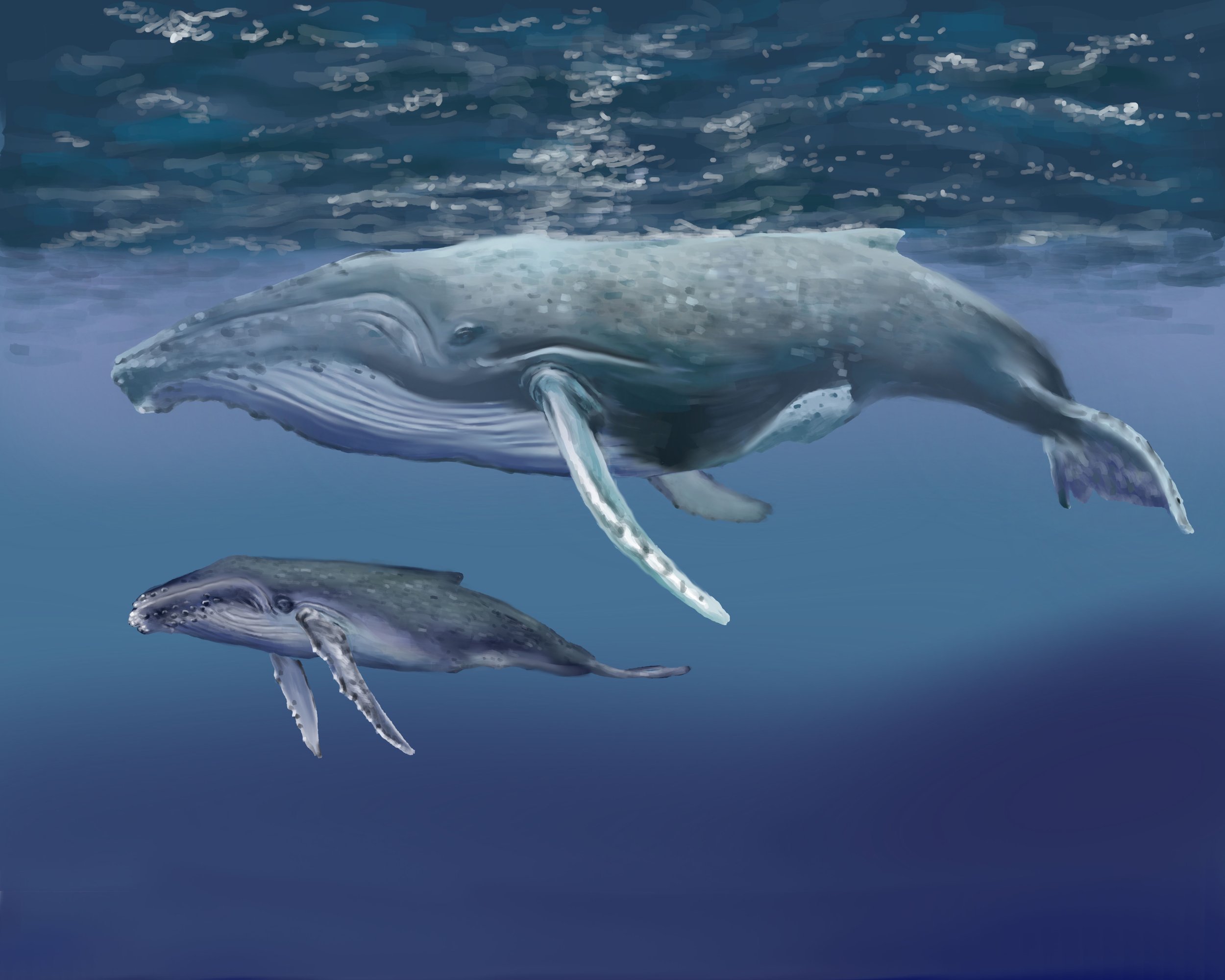 Humpback Whales