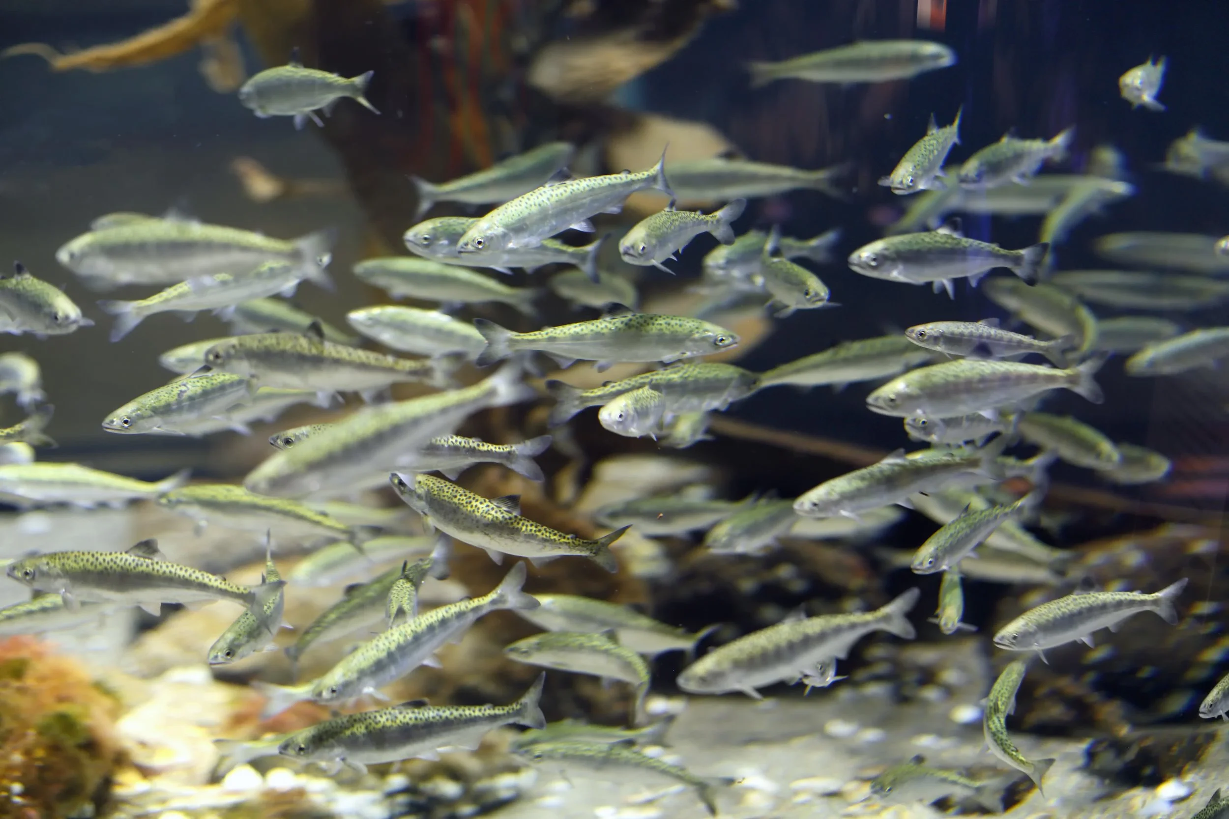 Tot Tuesday: Salmon Celebration 