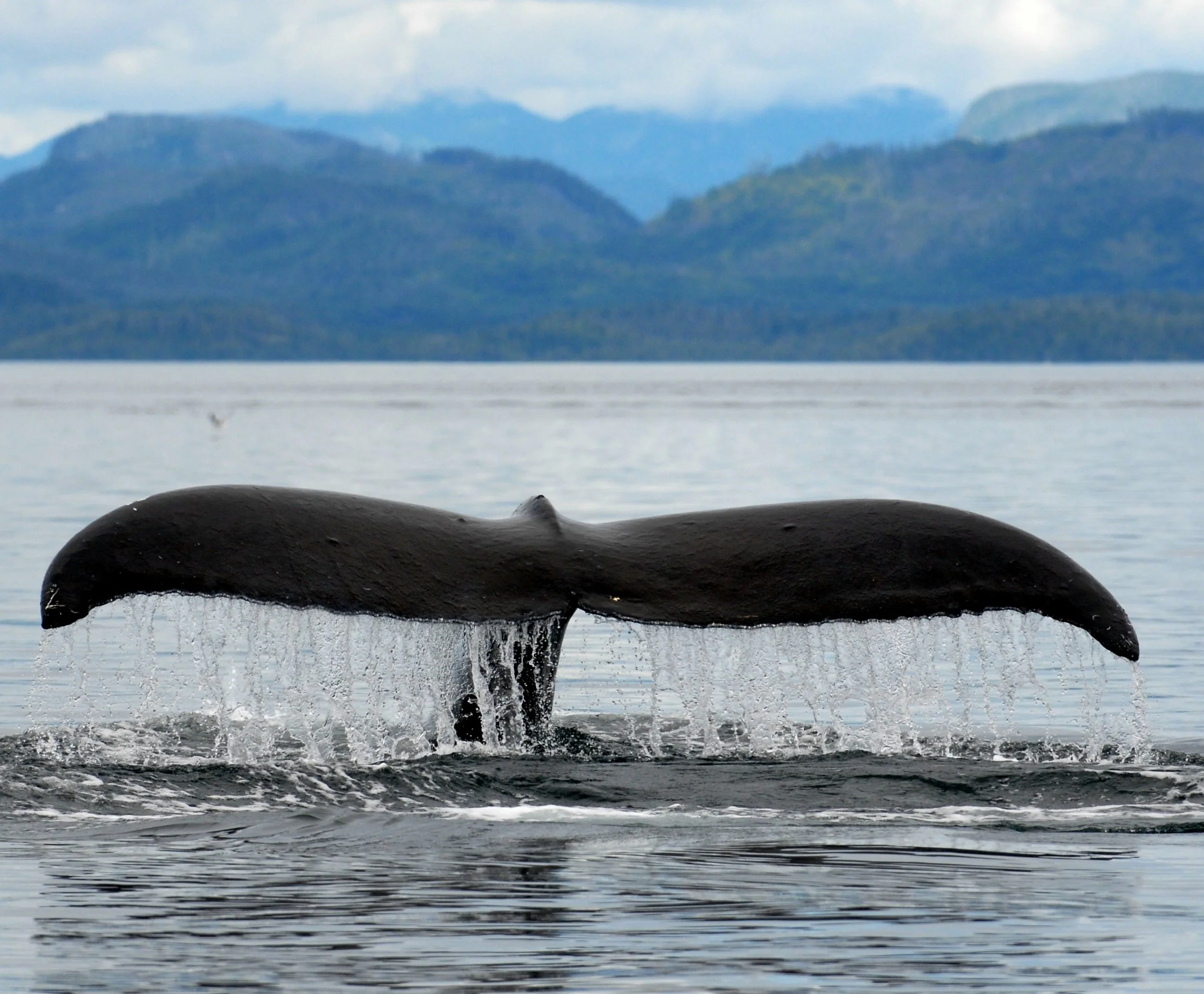 Tot Tuesday: Baleen Bonanza