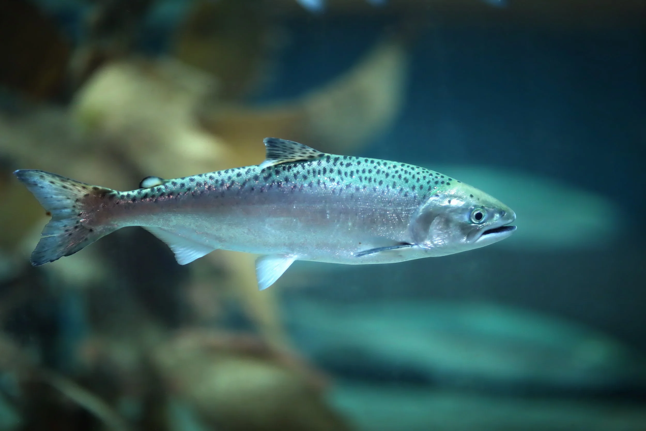 Salmon Celebration Special Event