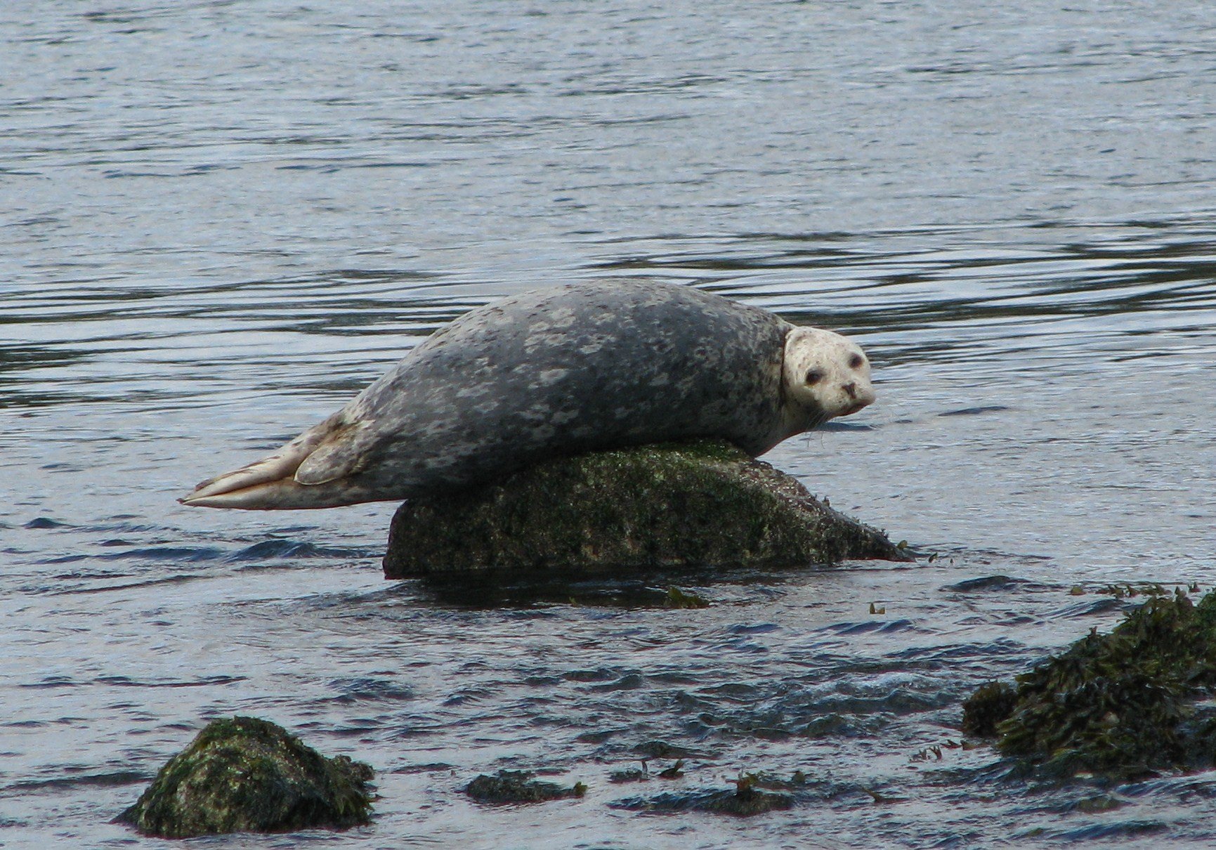 Tot Tuesday: Flippered Fun