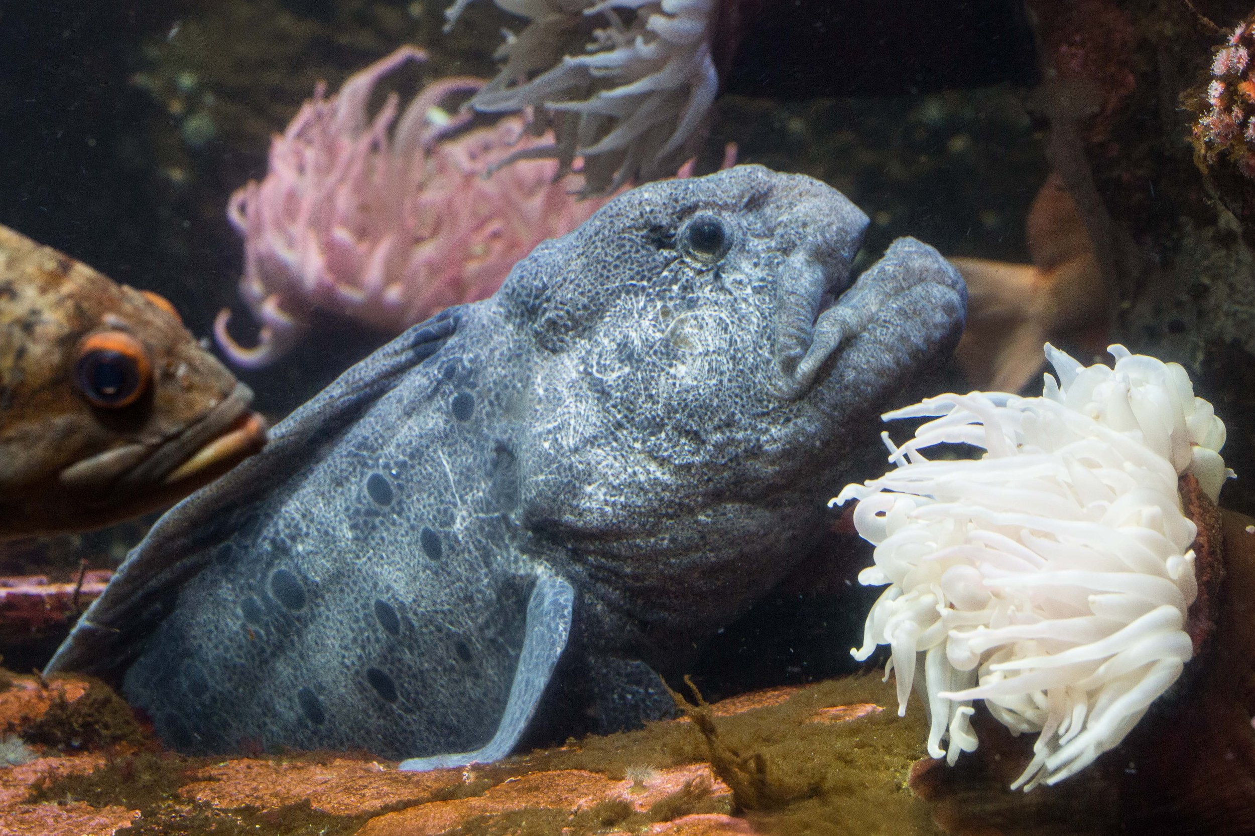 Tot Tuesday — Wolf Eels