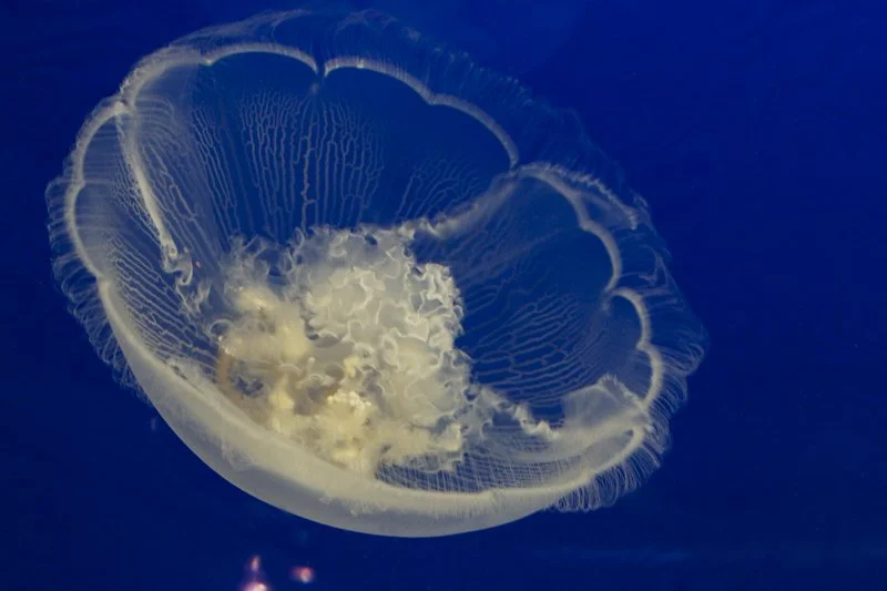 Tot Tuesday — Jiggly Jellyfish 