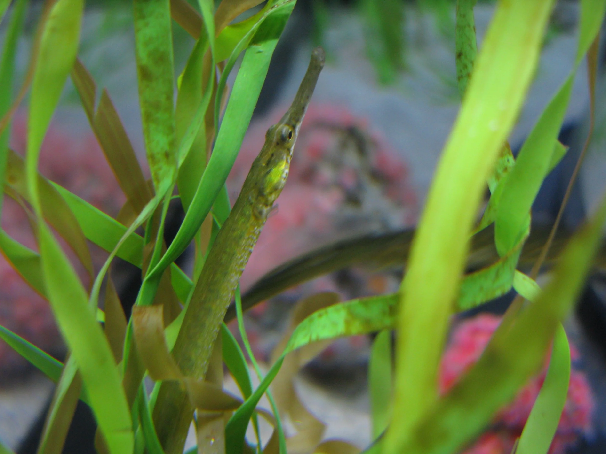 Celebrate Eelgrass — World Seagrass Day!