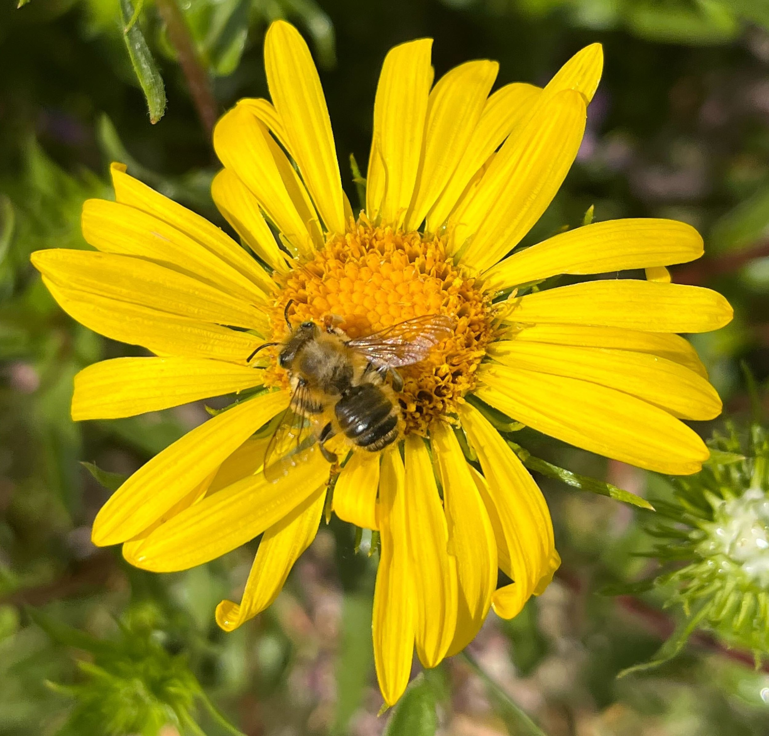 Tot Tuesday — Plants &amp; Pollinators