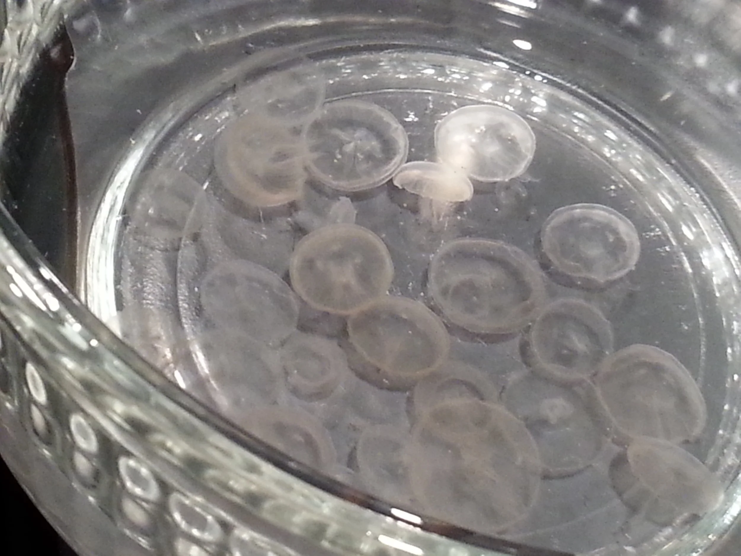 Tot Tuesday — Plankton Power