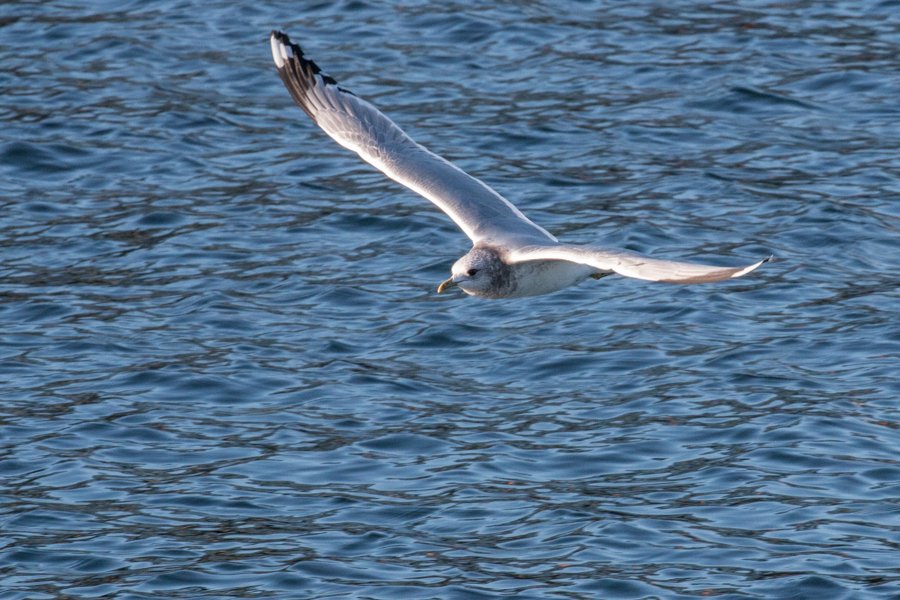 Tot Tuesday — See the Seabirds