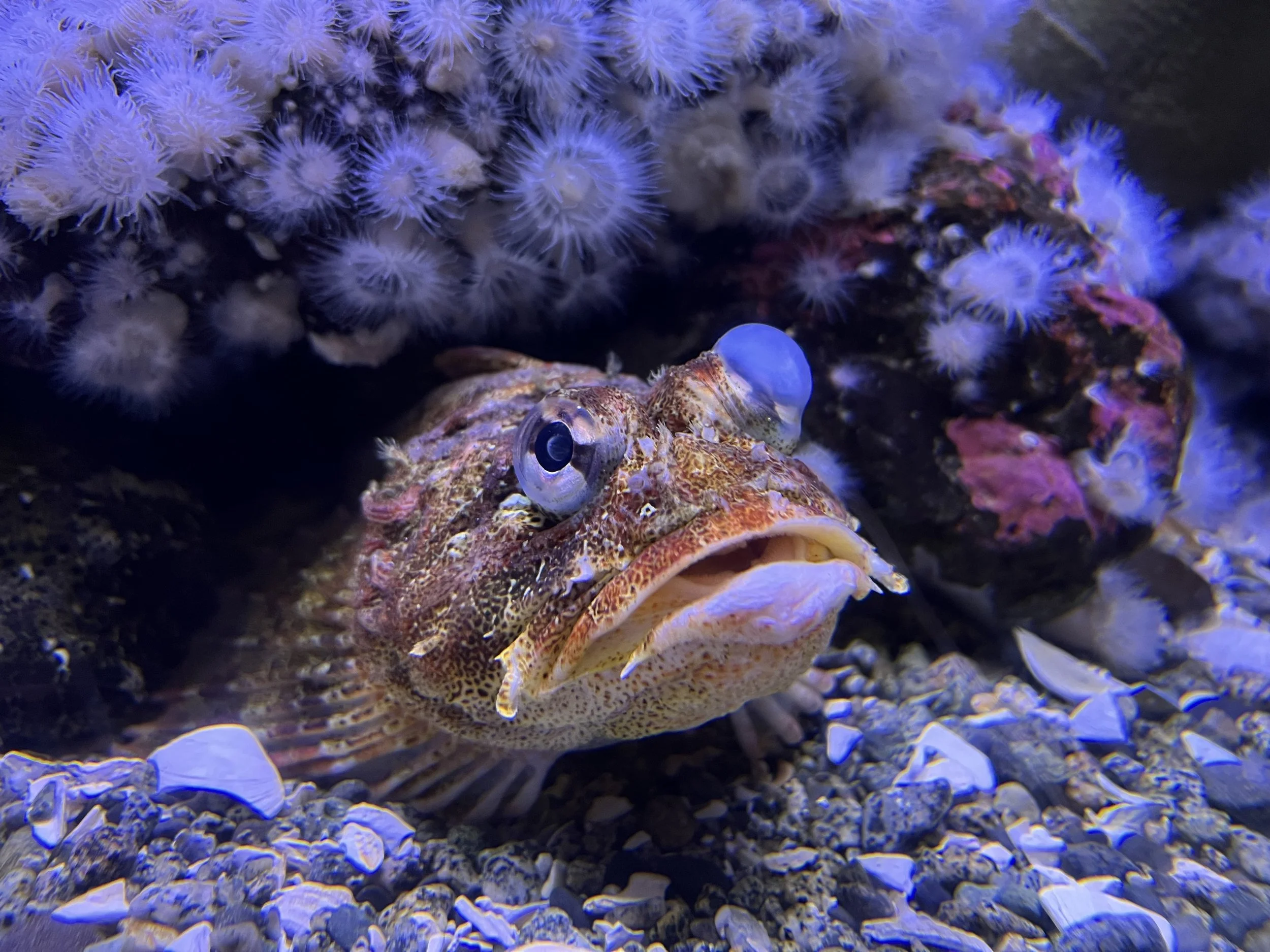 Dorian the Red Irish Lord