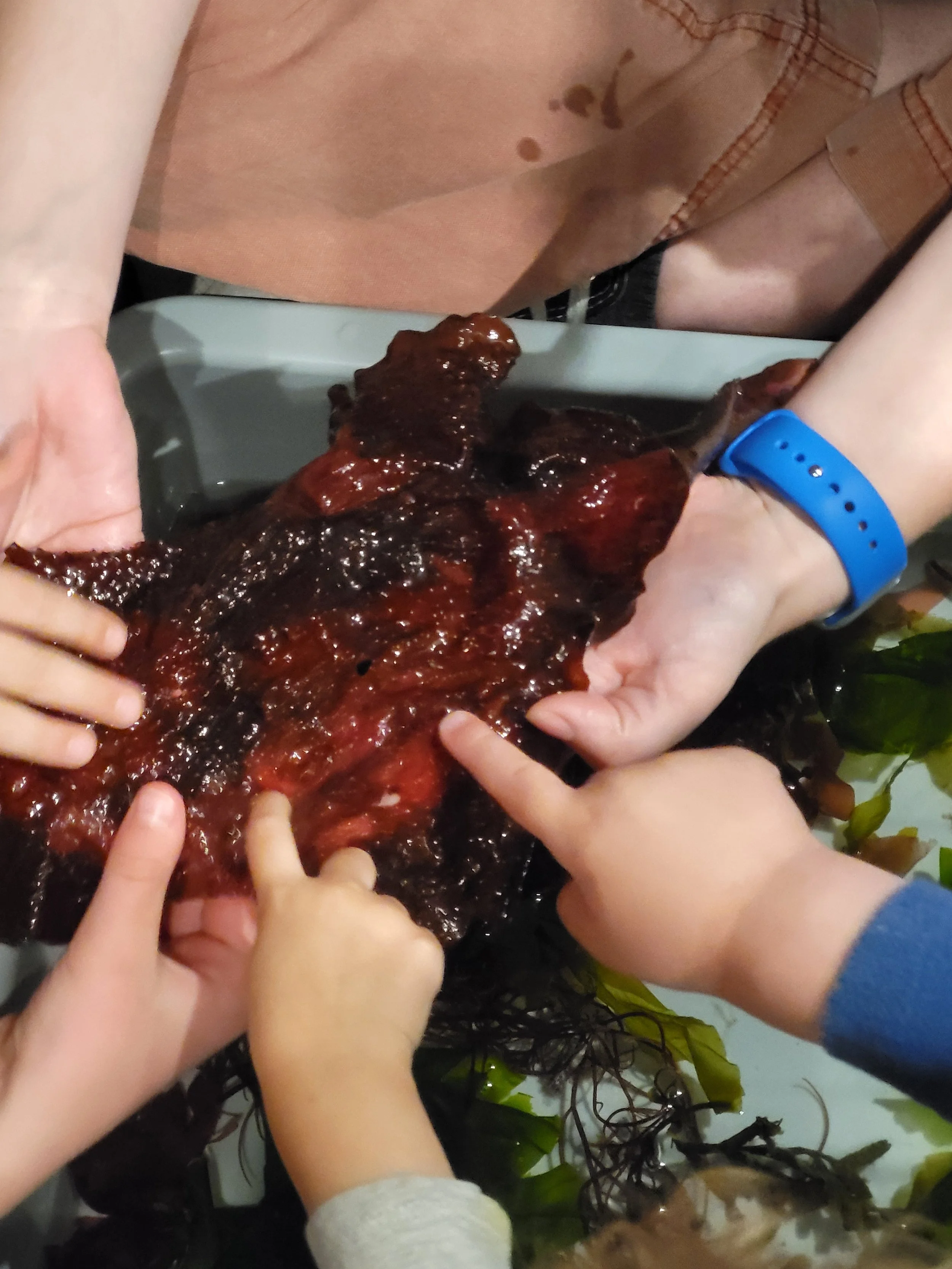 Tot Tuesday — Slippery Seaweeds