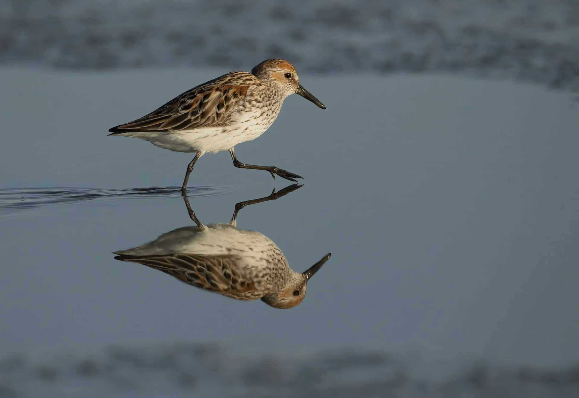 Sandpipers’ Last Supper — Screening